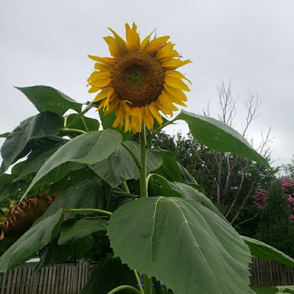 Meet your Posher, N - Picture 4 of 7